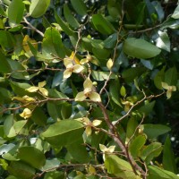 Mitrephora heyneana (Hook.f. & Thomson) Thwaites